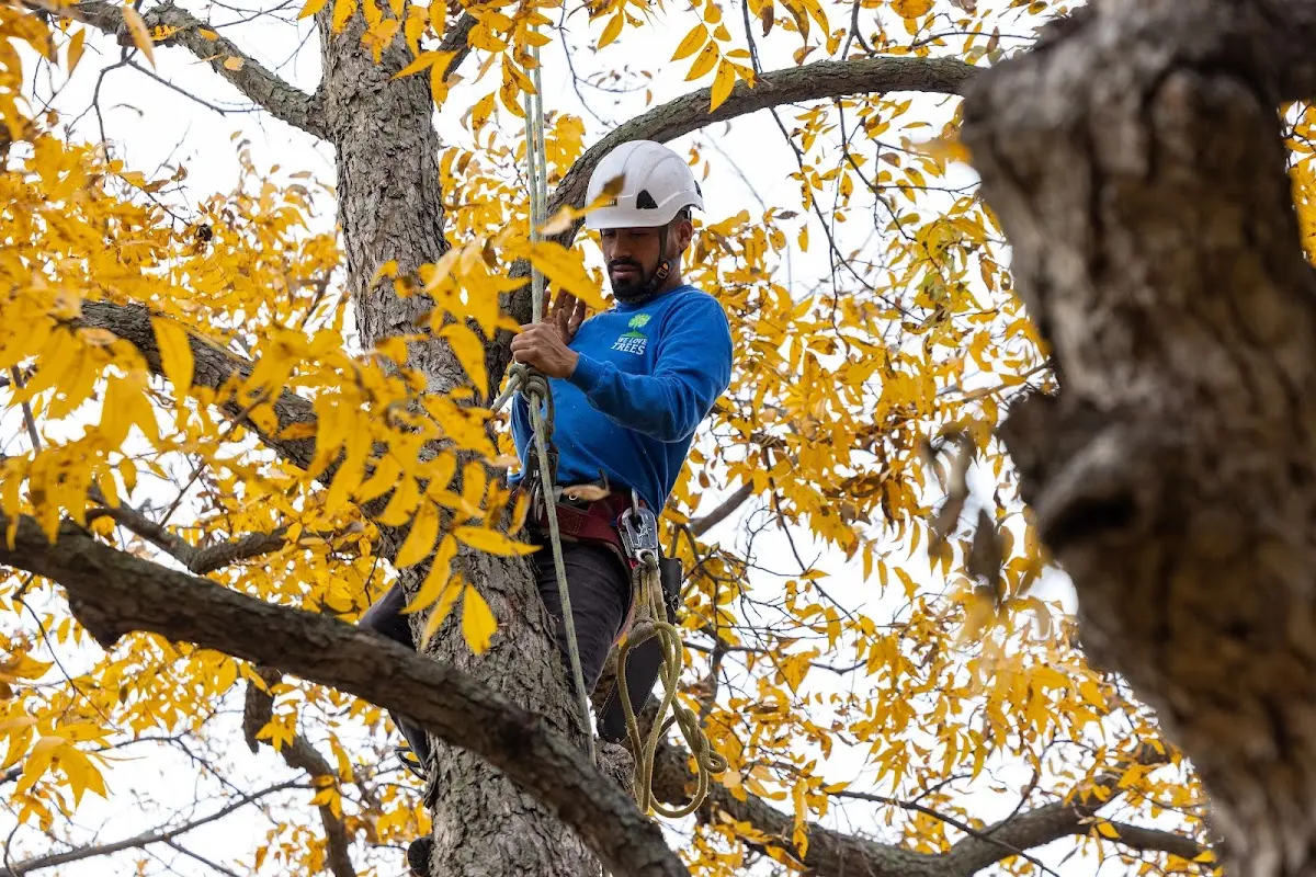 Skilled Storm Damage Cleanup crew working in Rochelle